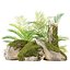 Modèle 3D de rochers moussus et de plantes tropicales : un atout naturel réaliste