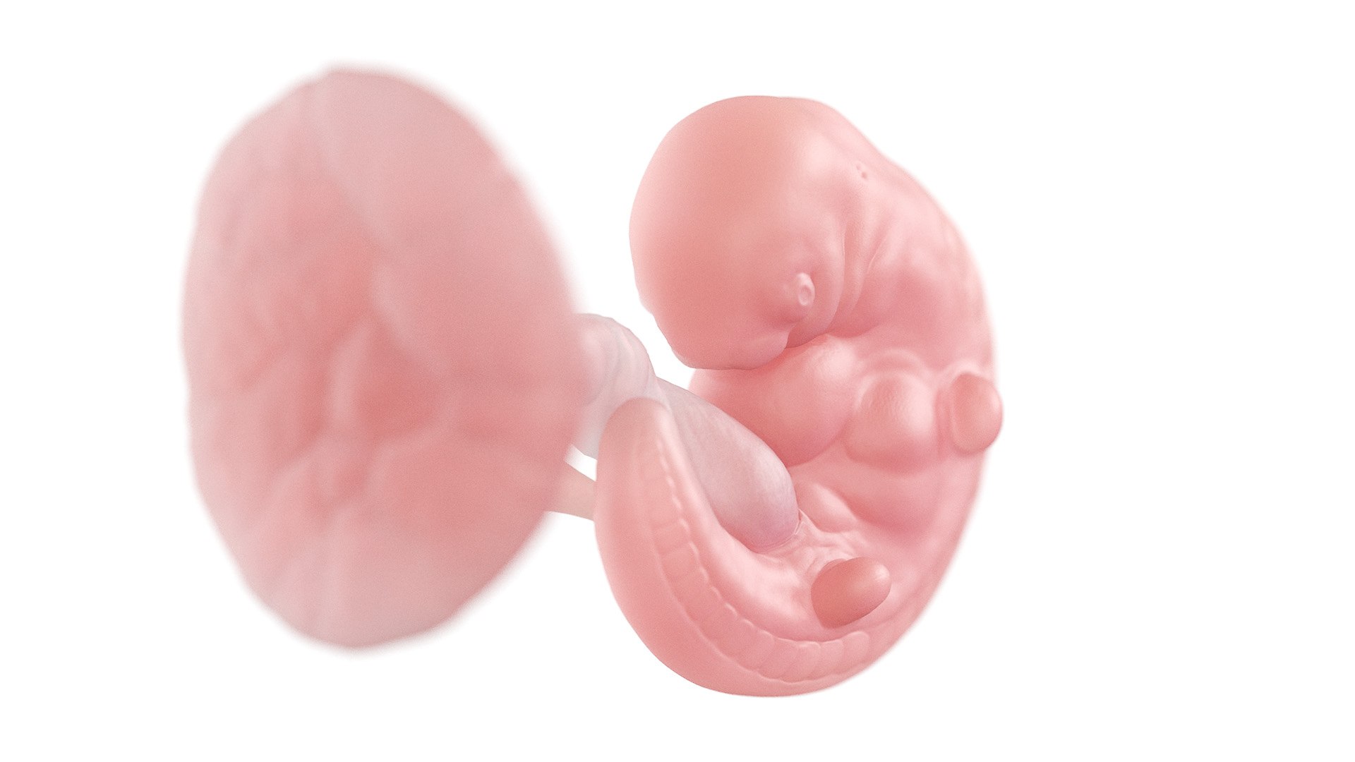Fetus Week 5 Static 3D model https://p.turbosquid.com/ts-thumb/DQ/gk413w/M6/week05_f0001/jpg/1652337014/1920x1080/fit_q87/1b1bb988b36d180e08ba53f411e4098e1343b9ef/week05_f0001.jpg