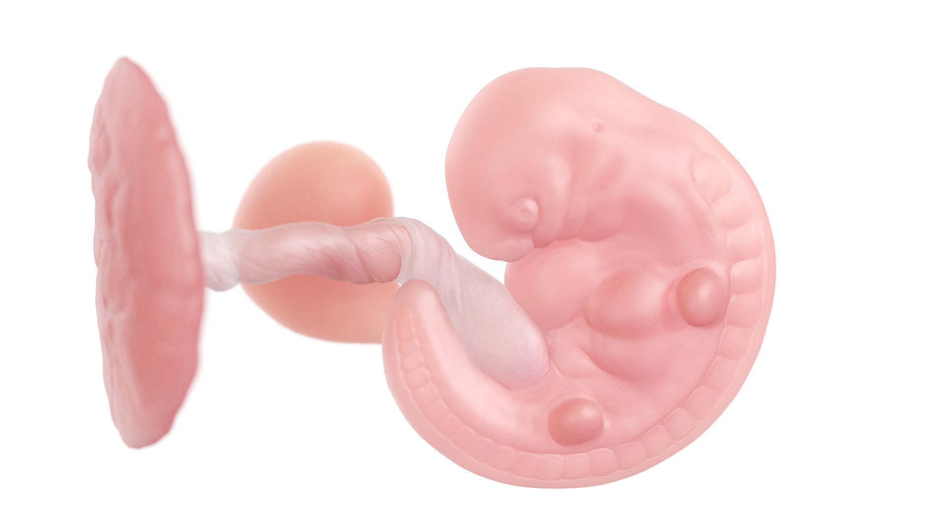 Fetus Week 5 Static 3D model https://p.turbosquid.com/ts-thumb/DQ/gk413w/Yc/week05_f0000/jpg/1652337015/1920x1080/fit_q87/ef73a7f80bdc385f5d7452990bbdd47cff037130/week05_f0000.jpg