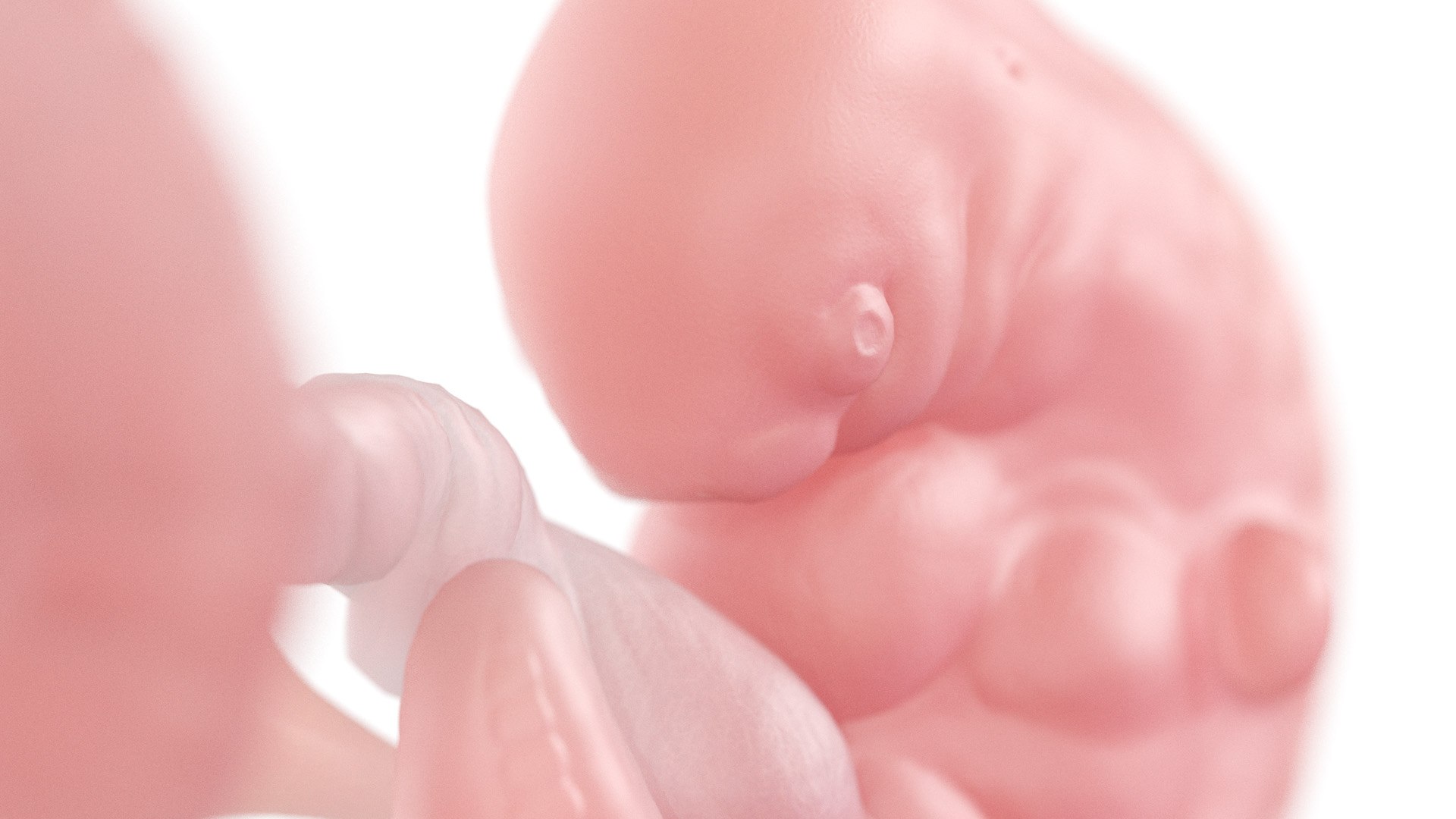 Fetus Week 5 Static 3D model https://p.turbosquid.com/ts-thumb/DQ/gk413w/Z8/week05_f0004/jpg/1652337015/1920x1080/fit_q87/927515c677ee22e57b476cfc354837305f57bd7d/week05_f0004.jpg