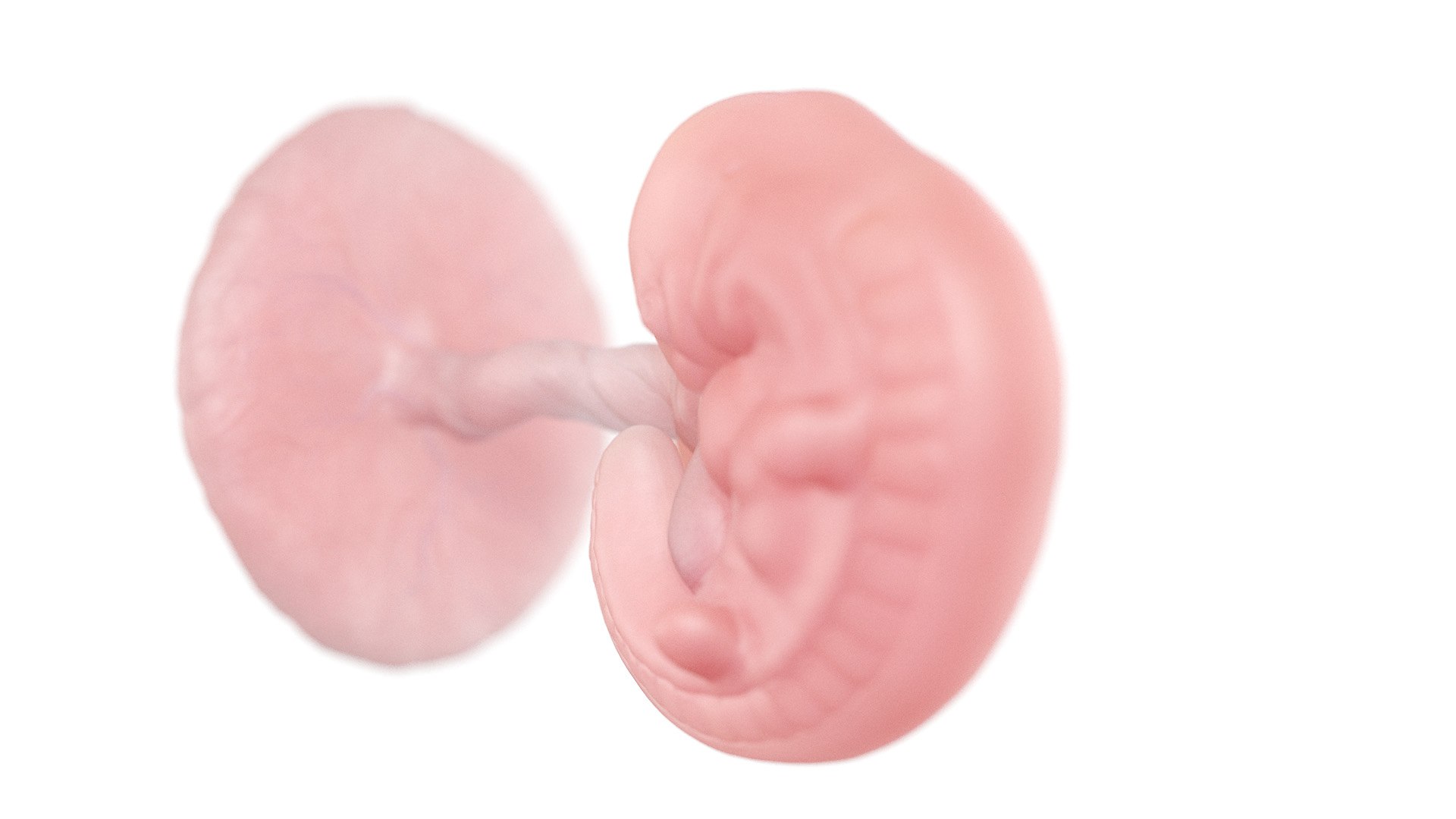 Fetus Week 5 Static 3D model https://p.turbosquid.com/ts-thumb/DQ/gk413w/oz/week05_f0002/jpg/1652337014/1920x1080/fit_q87/2344c95671c9e9ec2f36a4309584f537582fb735/week05_f0002.jpg