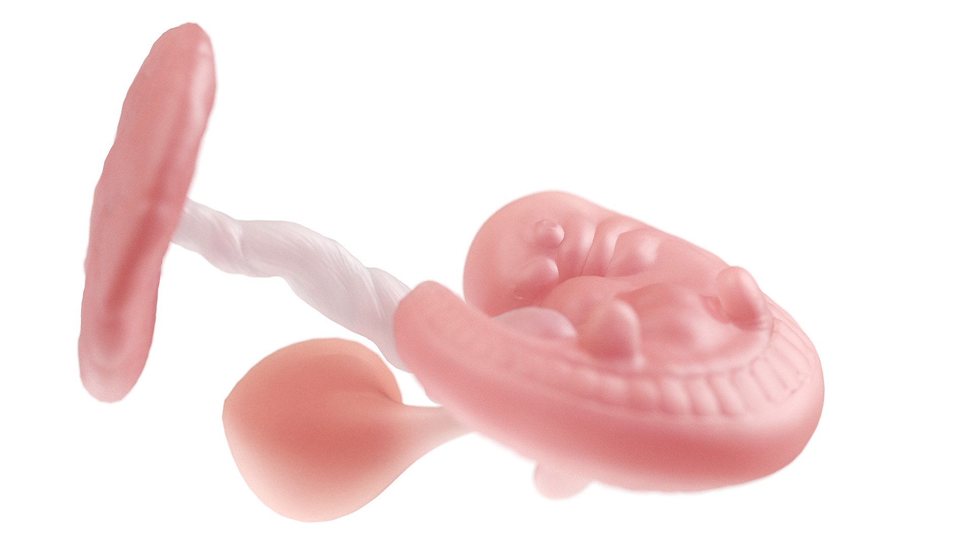 Fetus Week 5 Static 3D model https://p.turbosquid.com/ts-thumb/DQ/gk413w/zu/week05_f0003/jpg/1652337014/1920x1080/fit_q87/6075a10eec0fdccbd88fd32c4a920505dd344b67/week05_f0003.jpg