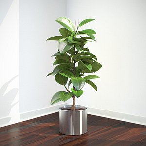 Ficus Elastica