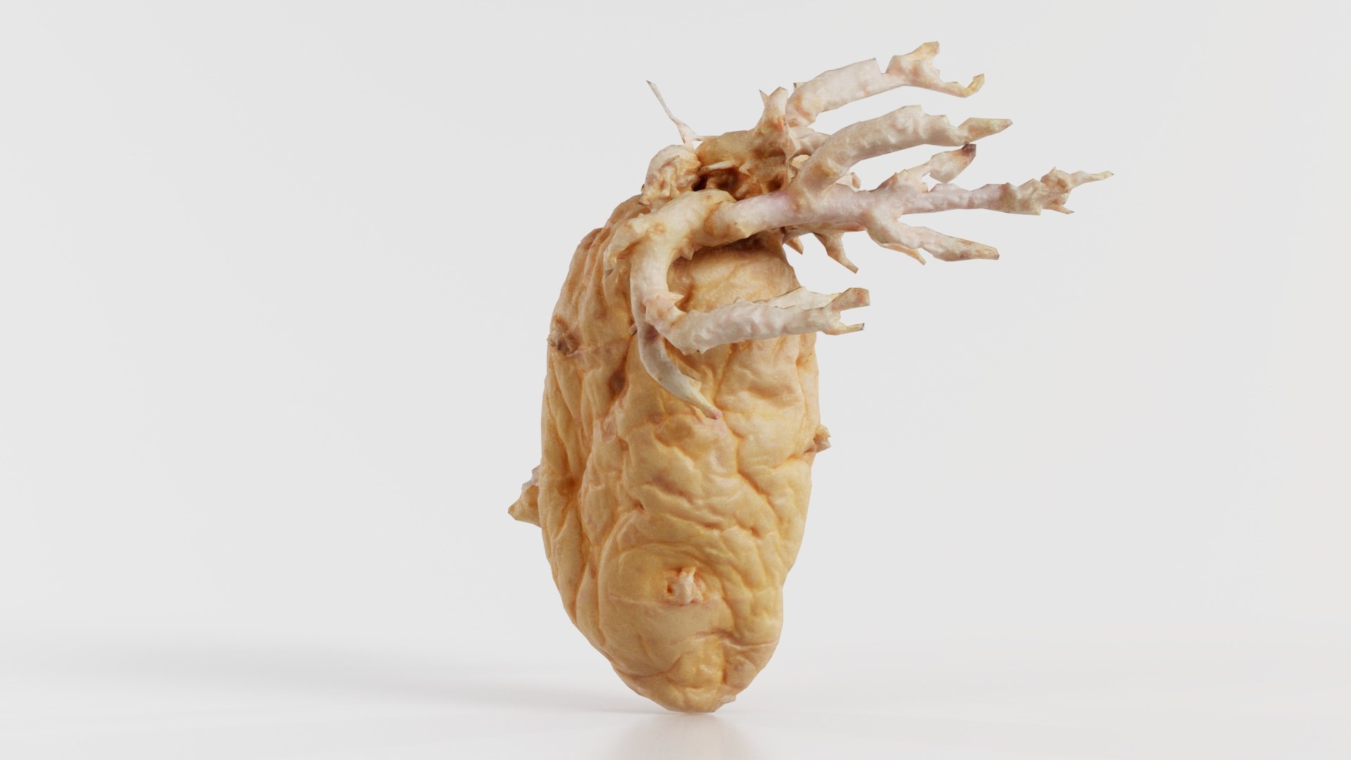 Shriveled Potatoe 7 Remastered 3D https://p.turbosquid.com/ts-thumb/DQ/yIT1aH/lM/shriveled_potatoe_7_07/jpg/1740367727/1920x1080/fit_q87/59ac13c6d2972ce3f417cc97f9807e04517b4454/shriveled_potatoe_7_07.jpg