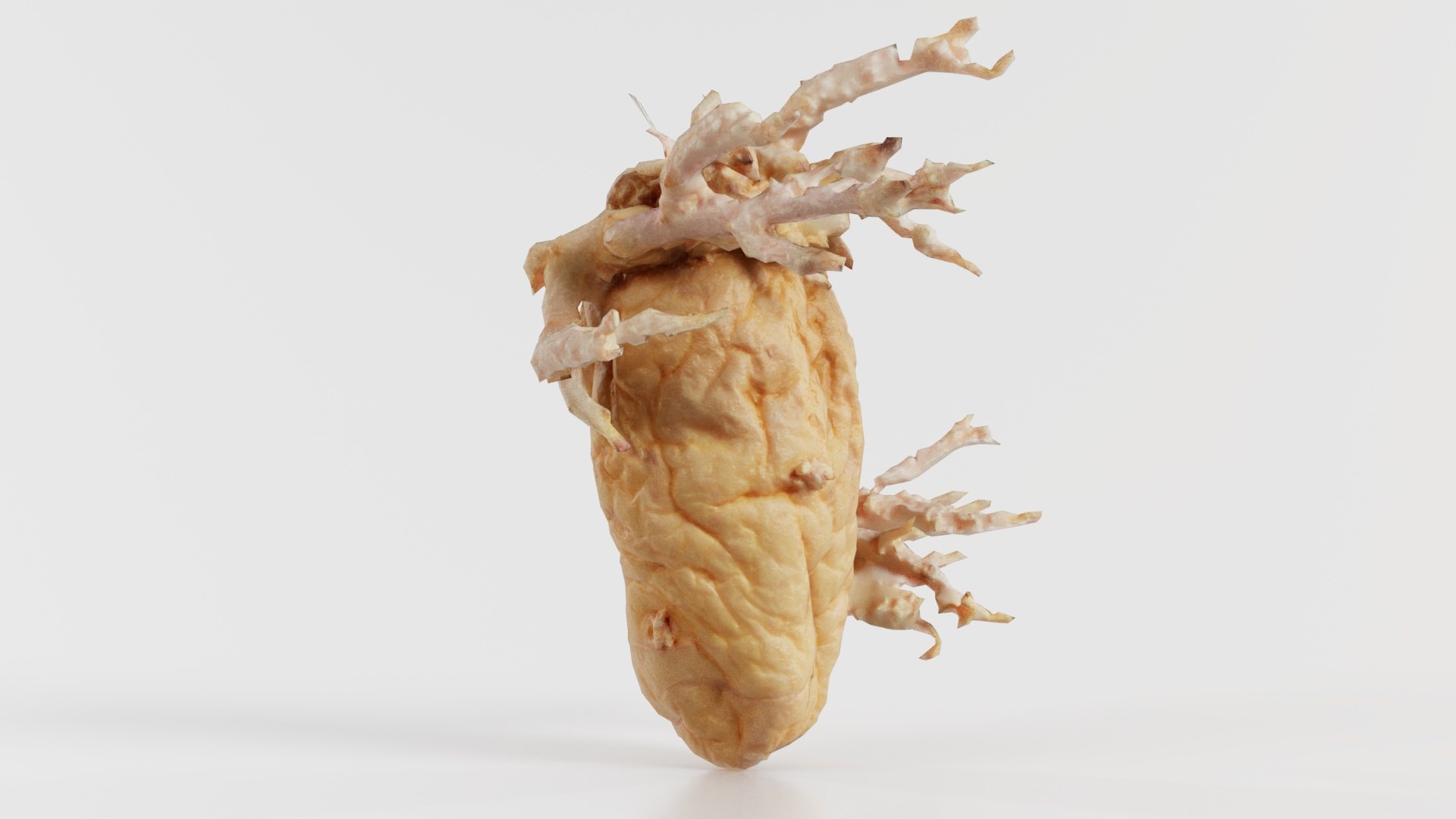 Shriveled Potatoe 7 Remastered 3D https://p.turbosquid.com/ts-thumb/DQ/yIT1aH/mO/shriveled_potatoe_7_05/jpg/1740367723/1920x1080/fit_q87/91b6af83e99ff0c04856eac5bdacc83e0c998804/shriveled_potatoe_7_05.jpg
