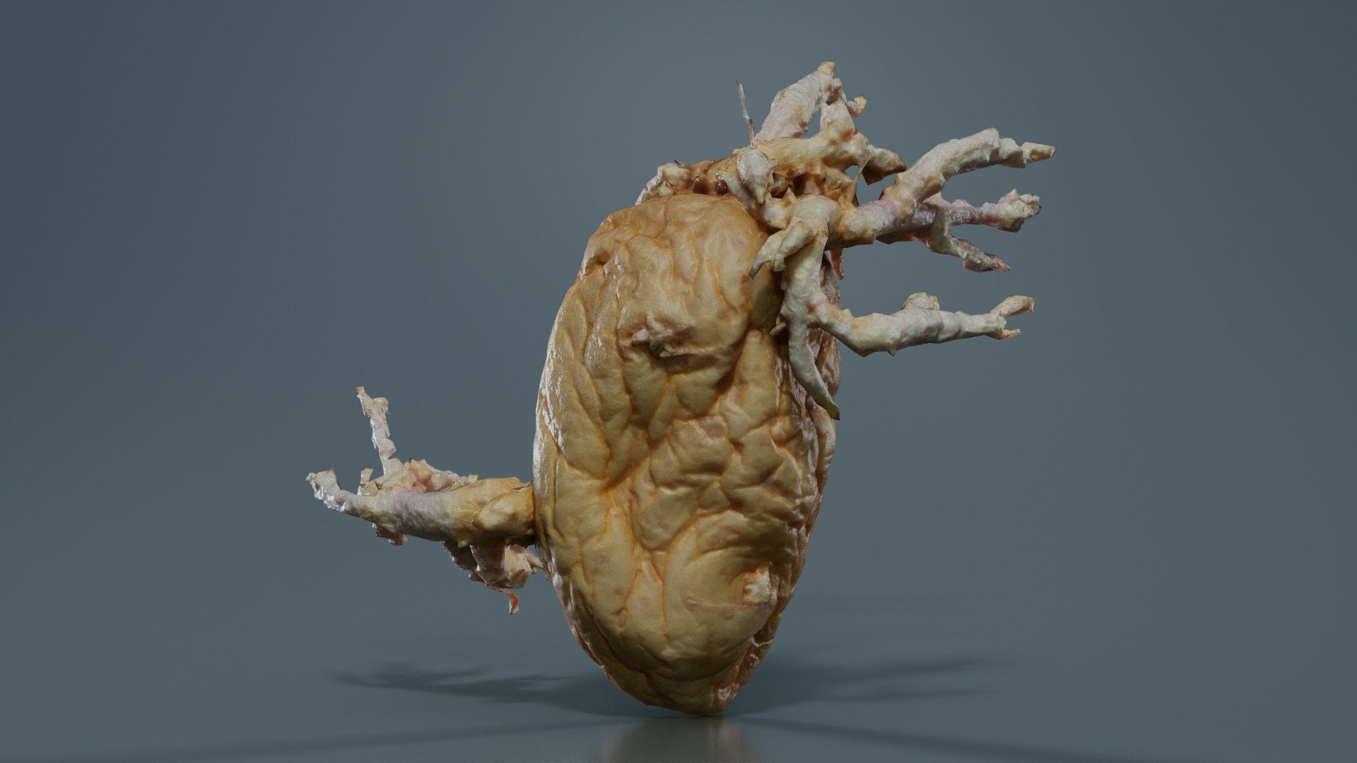 Shriveled Potatoe 7 Remastered 3D https://p.turbosquid.com/ts-thumb/DQ/yIT1aH/pY/shriveled_potatoe_7_06/jpg/1740367725/1920x1080/fit_q87/93e2b02b680310bbe260d53b431ccdf77ca63957/shriveled_potatoe_7_06.jpg