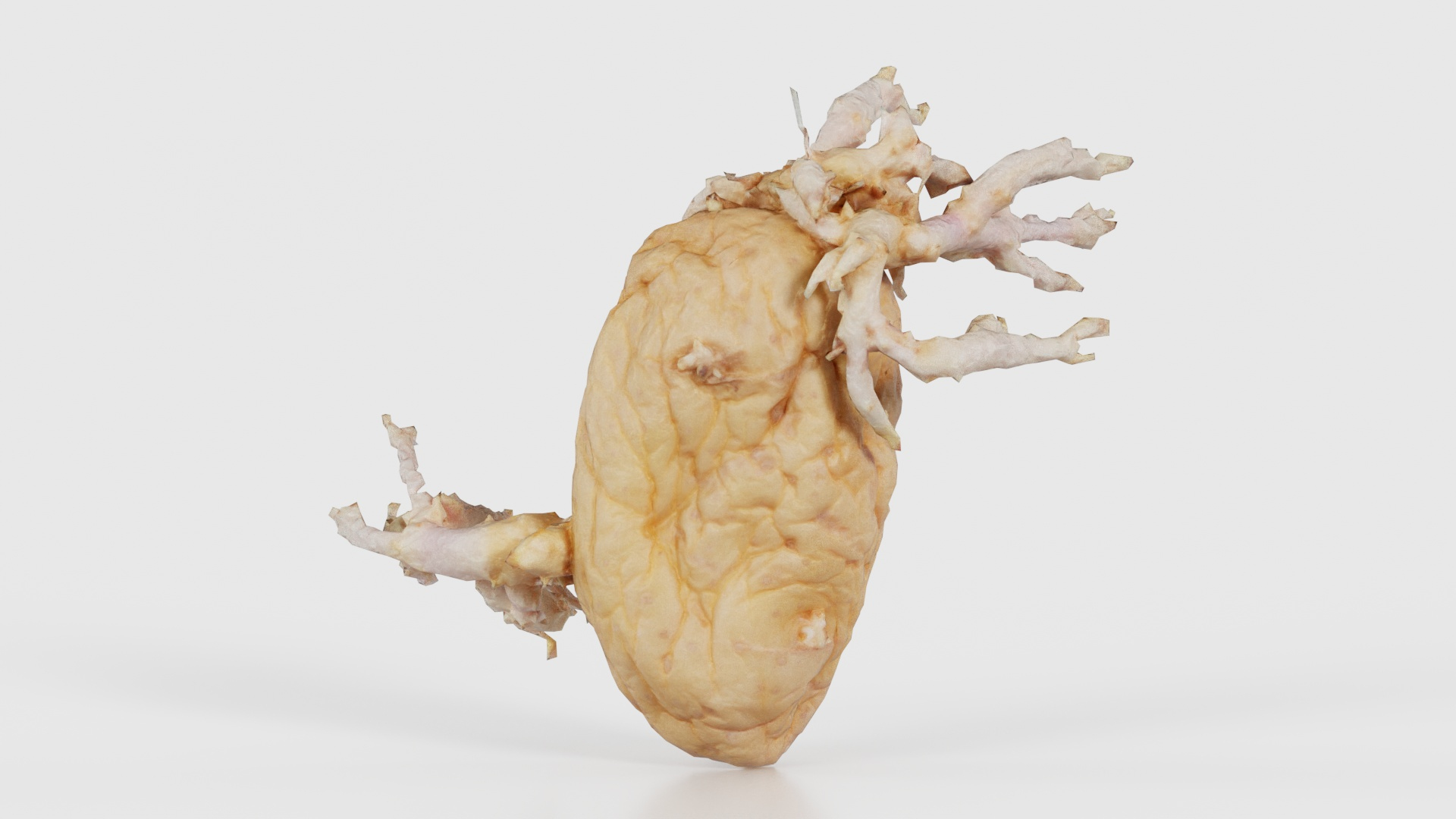 Shriveled Potatoe 7 Remastered 3D https://p.turbosquid.com/ts-thumb/DQ/yIT1aH/sR/shriveled_potatoe_7_z_turntable/jpg/1740367745/1920x1080/turn_fit_q99/d97552f70feb63b16bd18b8f850d9f9a8602759a/shriveled_potatoe_7_z_turntable-1.jpg