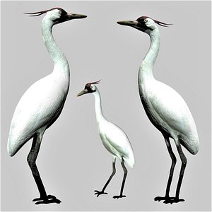 3D Crane Bird model