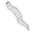 worms