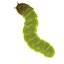 worms