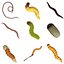 worms