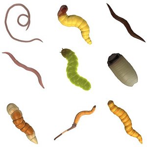 worms