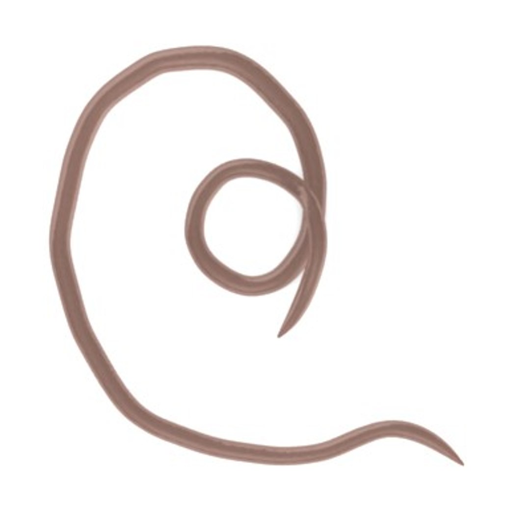 worm 3d model https://p.turbosquid.com/ts-thumb/DR/F6mKhy/oNGQC7JM/worm5/jpg/1282655240/1920x1080/fit_q87/1335f9e970086518956d990180577893a4f99c7f/worm5.jpg