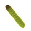 worms