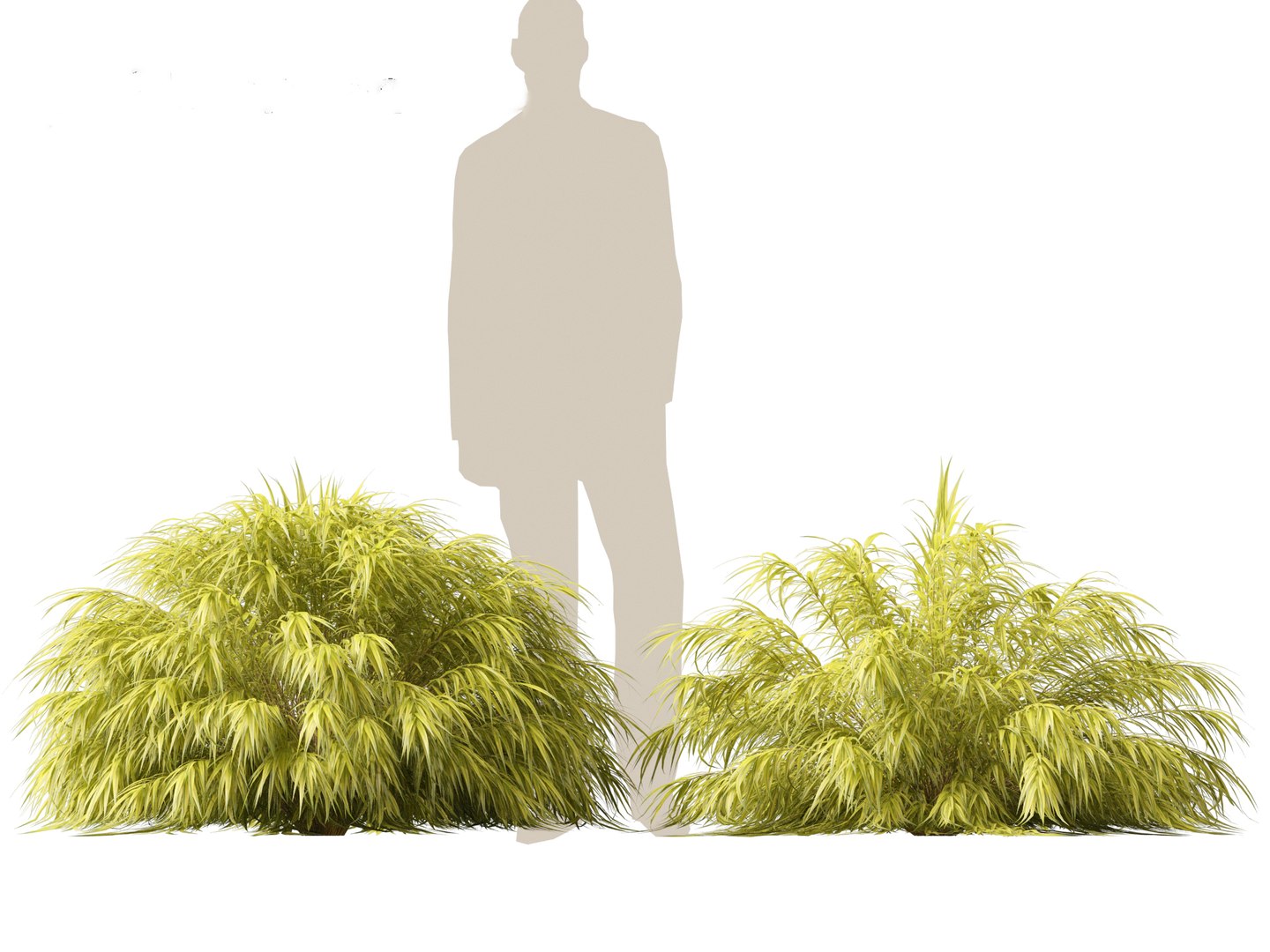 Hakonechloa macra - Green Forest Grass model https://p.turbosquid.com/ts-thumb/DR/Hzx7pv/4F/hakonechloamacra015/jpg/1693976568/1920x1080/fit_q87/46e9a4f511c8461961668344a90024a488cceebb/hakonechloamacra015.jpg