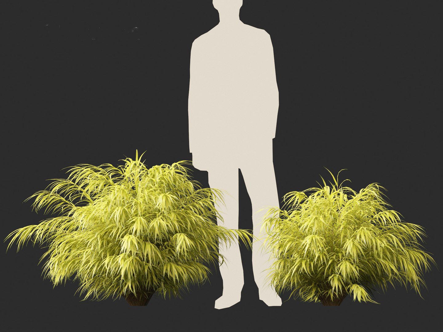 Hakonechloa macra - Green Forest Grass model https://p.turbosquid.com/ts-thumb/DR/Hzx7pv/5N/hakonechloamacra018/jpg/1693976572/1920x1080/fit_q87/dfdcde396b41eb5e775697e6f3d1824640531bec/hakonechloamacra018.jpg