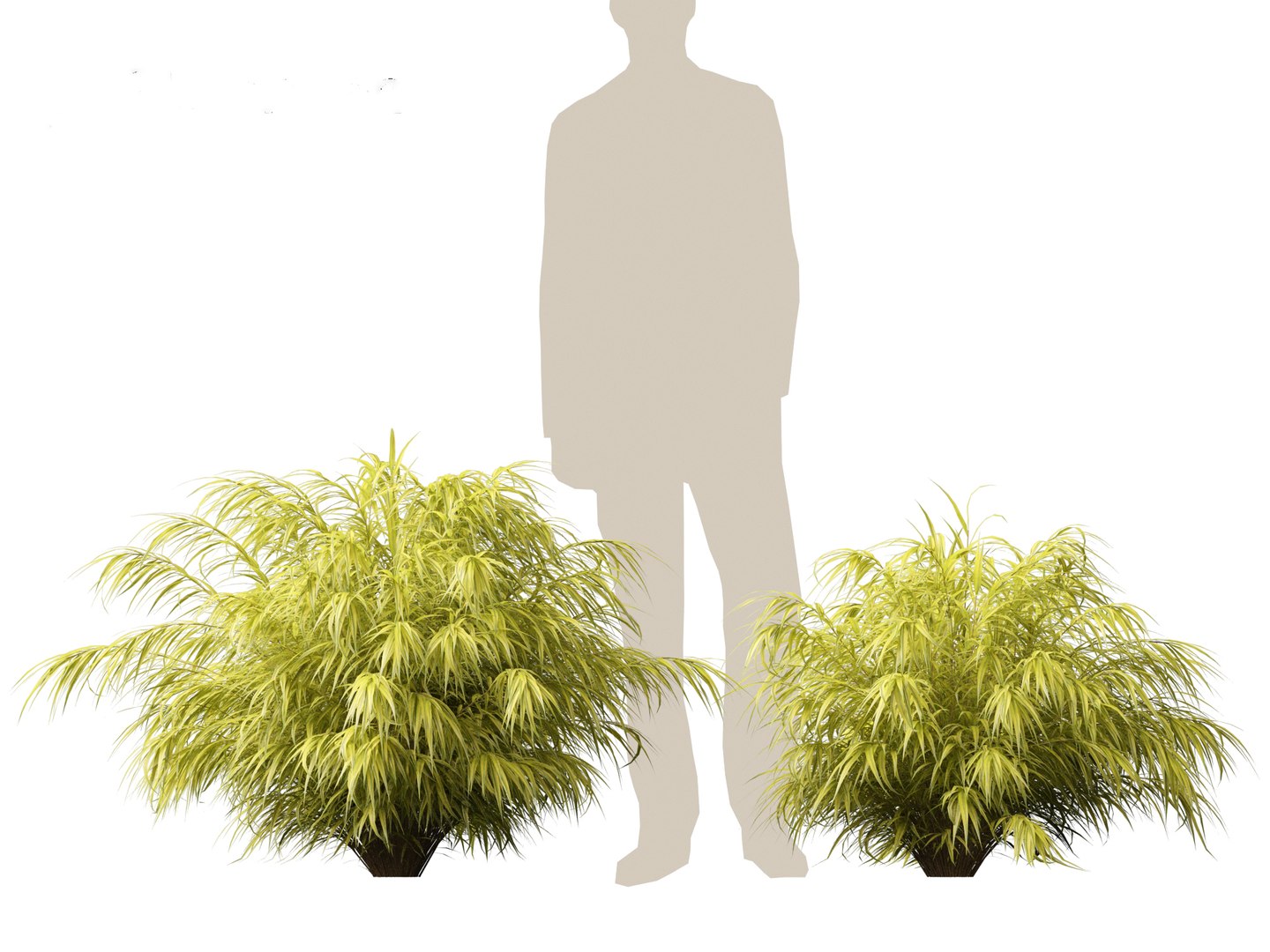Hakonechloa macra - Green Forest Grass model https://p.turbosquid.com/ts-thumb/DR/Hzx7pv/6C/hakonechloamacra017/jpg/1693976572/1920x1080/fit_q87/77d127d31aa4ddfe8803636db1cab049791be5bf/hakonechloamacra017.jpg