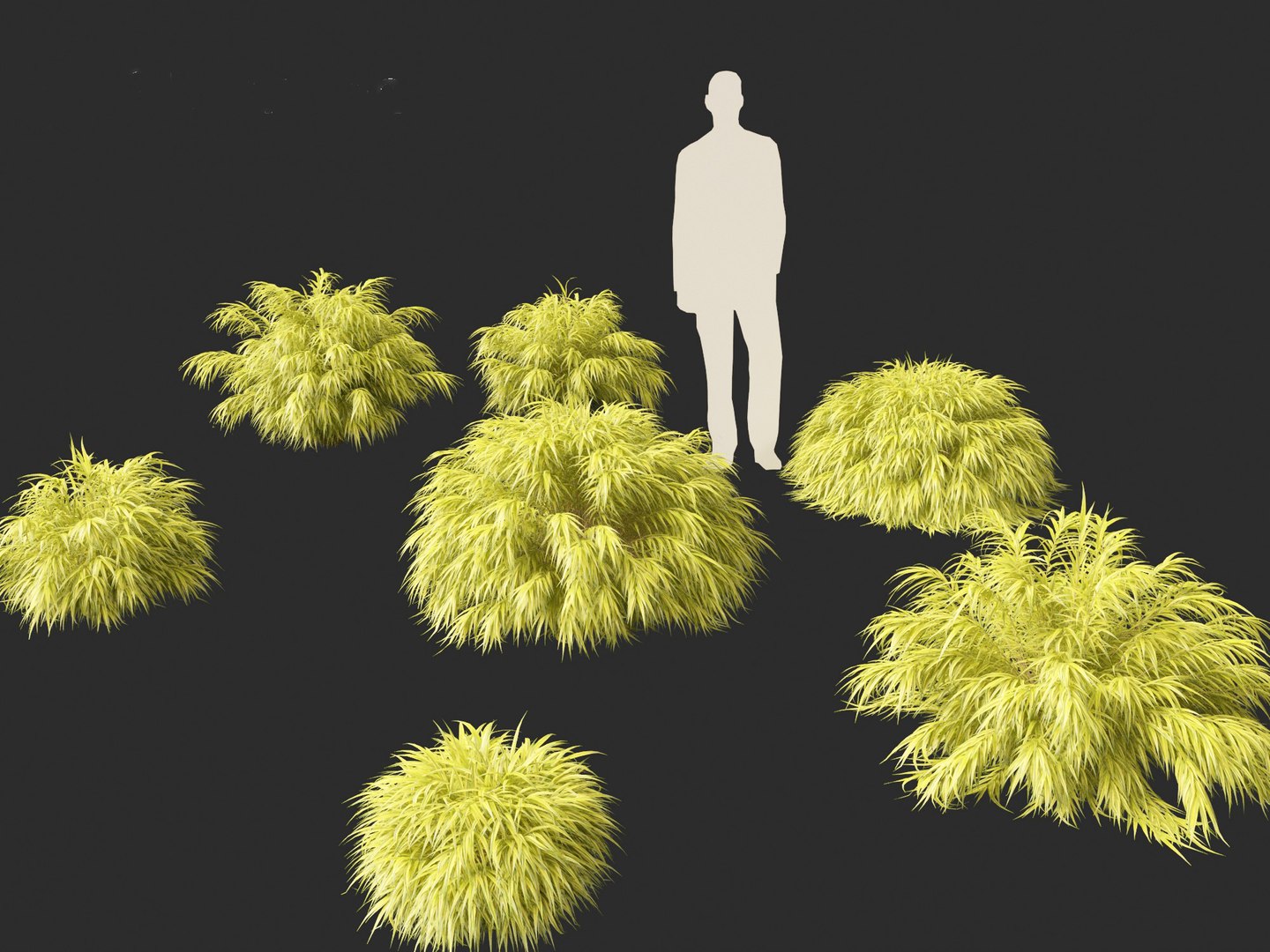 Hakonechloa macra - Green Forest Grass model https://p.turbosquid.com/ts-thumb/DR/Hzx7pv/K0/hakonechloamacra0110/jpg/1693976577/1920x1080/fit_q87/135506eaa8a06dbe3a7051c763389e22f56d8b5f/hakonechloamacra0110.jpg