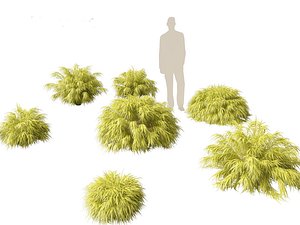 Hakonechloa macra - Green Forest Grass