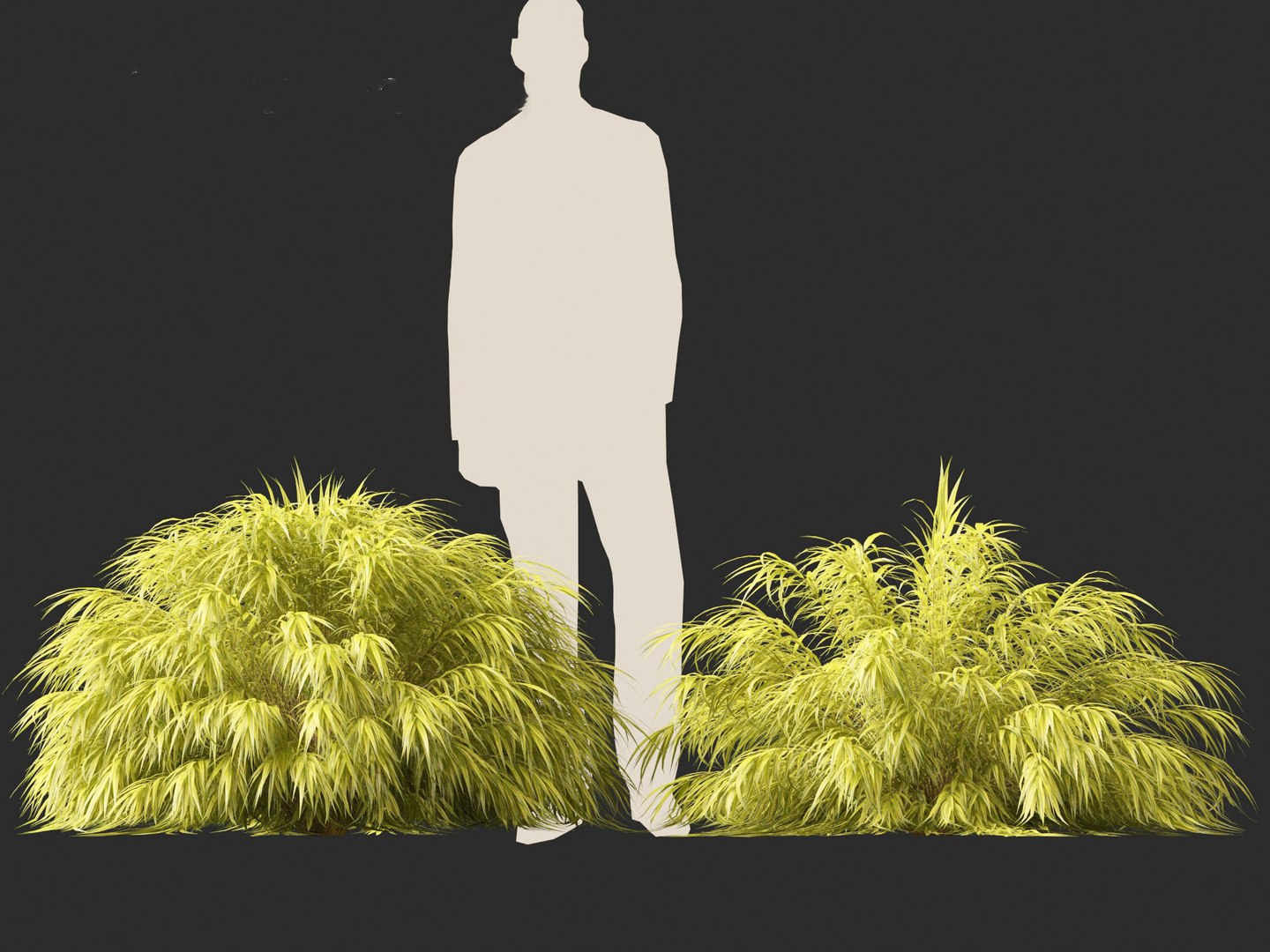 Hakonechloa macra - Green Forest Grass model https://p.turbosquid.com/ts-thumb/DR/Hzx7pv/jo/hakonechloamacra016/jpg/1693976567/1920x1080/fit_q87/6cf257bb7790517f9f60bb13bc68aaa5b71a79a5/hakonechloamacra016.jpg
