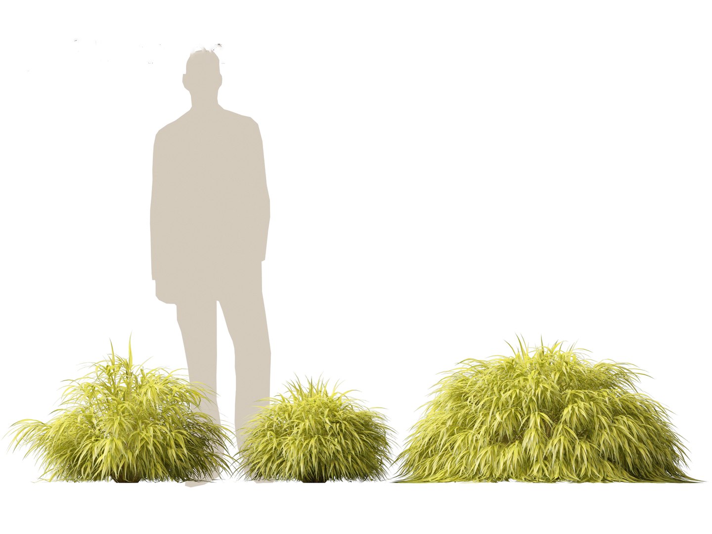 Hakonechloa macra - Green Forest Grass model https://p.turbosquid.com/ts-thumb/DR/Hzx7pv/t1/hakonechloamacra013/jpg/1693976562/1920x1080/fit_q87/b408bd5764bf2175d8cab845f881cfbada214f72/hakonechloamacra013.jpg