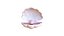 Coquillage ouvert 05