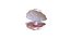 Coquillage ouvert 05