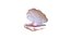 Coquillage ouvert 05