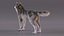 Grey Wolf Fur for Maya