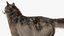 Grey Wolf Fur for Maya