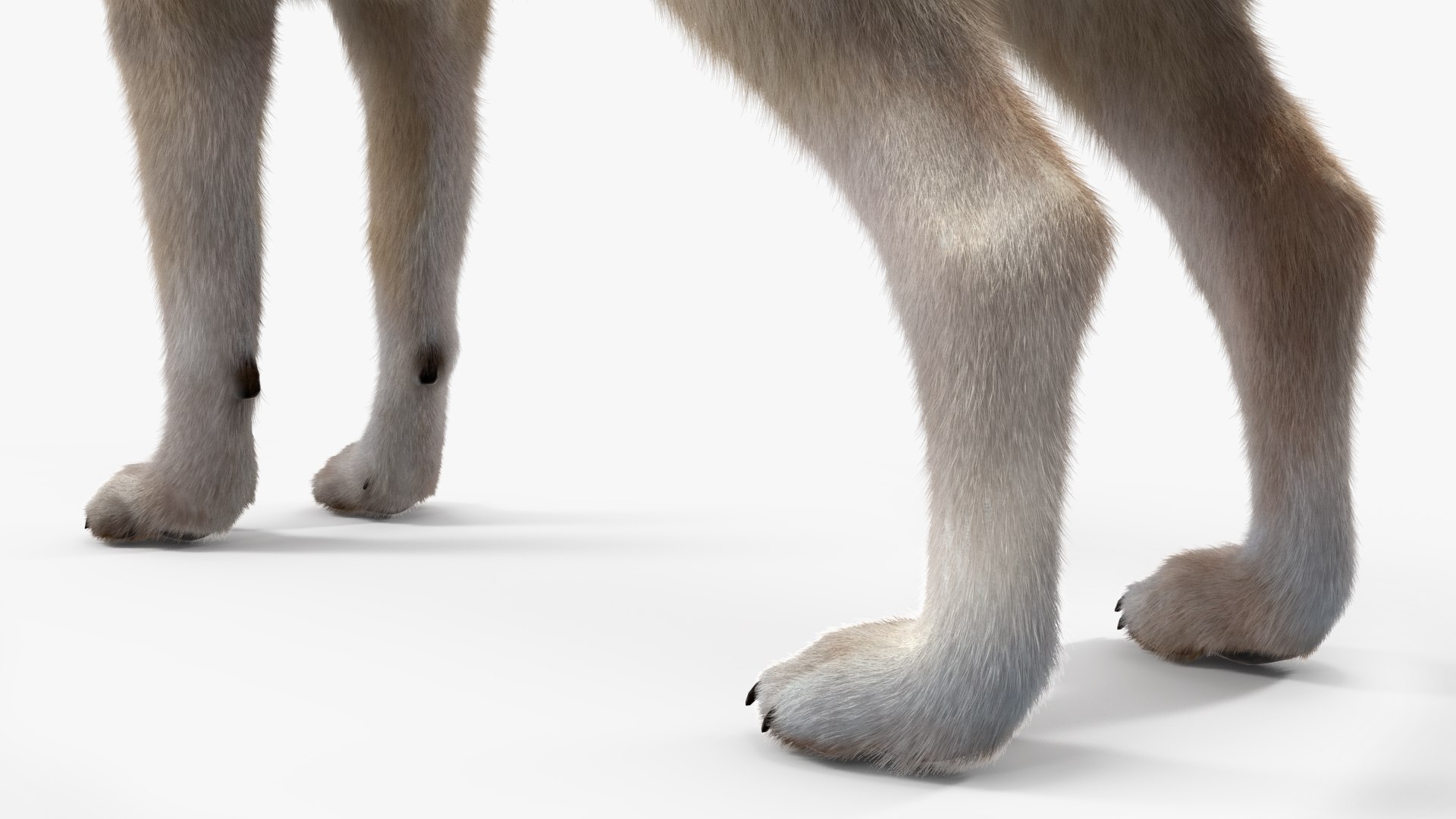 Grey Wolf Fur for Maya 3D model https://p.turbosquid.com/ts-thumb/DR/LnoS6e/Gw/grey_wolf_fur_020/jpg/1745275469/1920x1080/fit_q87/e818ffa8e526463606f986a28616d2465040b827/grey_wolf_fur_020.jpg