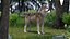 Grey Wolf Fur for Maya