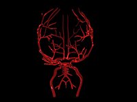 Brain Arteries