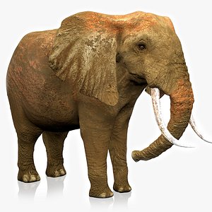 3D african elephant ocher white