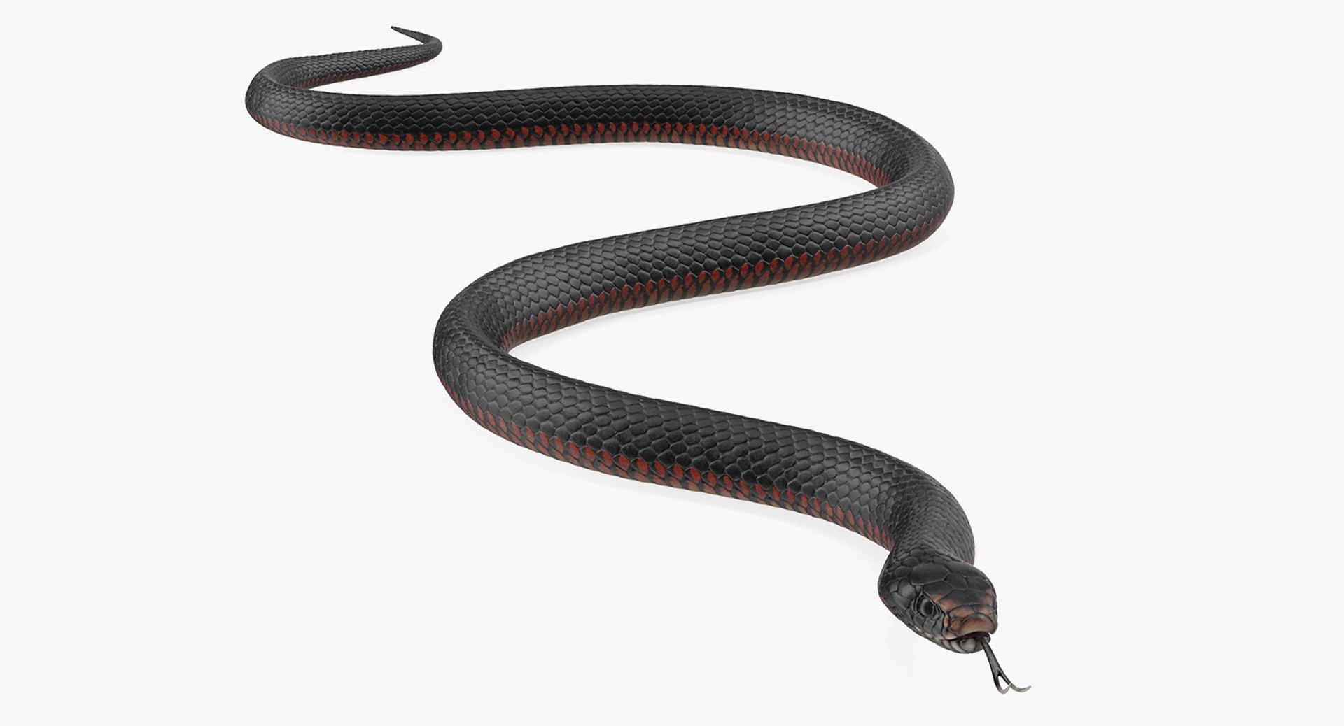California Kingsnake Crawling Pose 3D Model 3D model preview