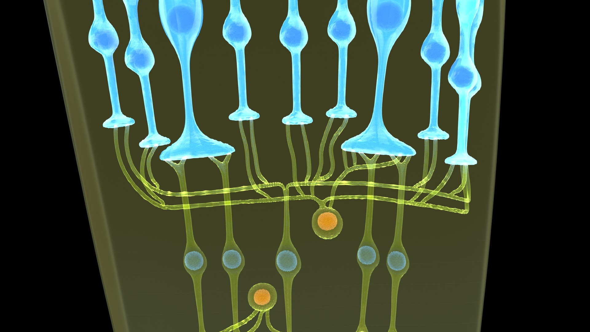 Eye Photoreceptors Rods And Cones 3D Model - TurboSquid 2192284