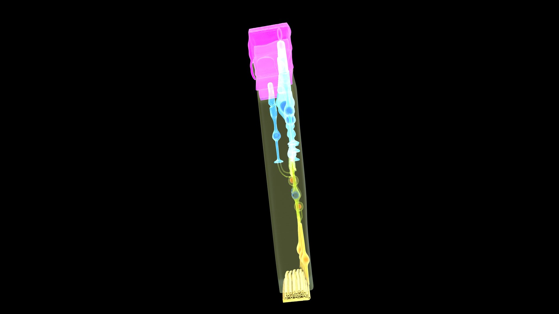Eye Photoreceptors Rods And Cones 3D Model - TurboSquid 2192284