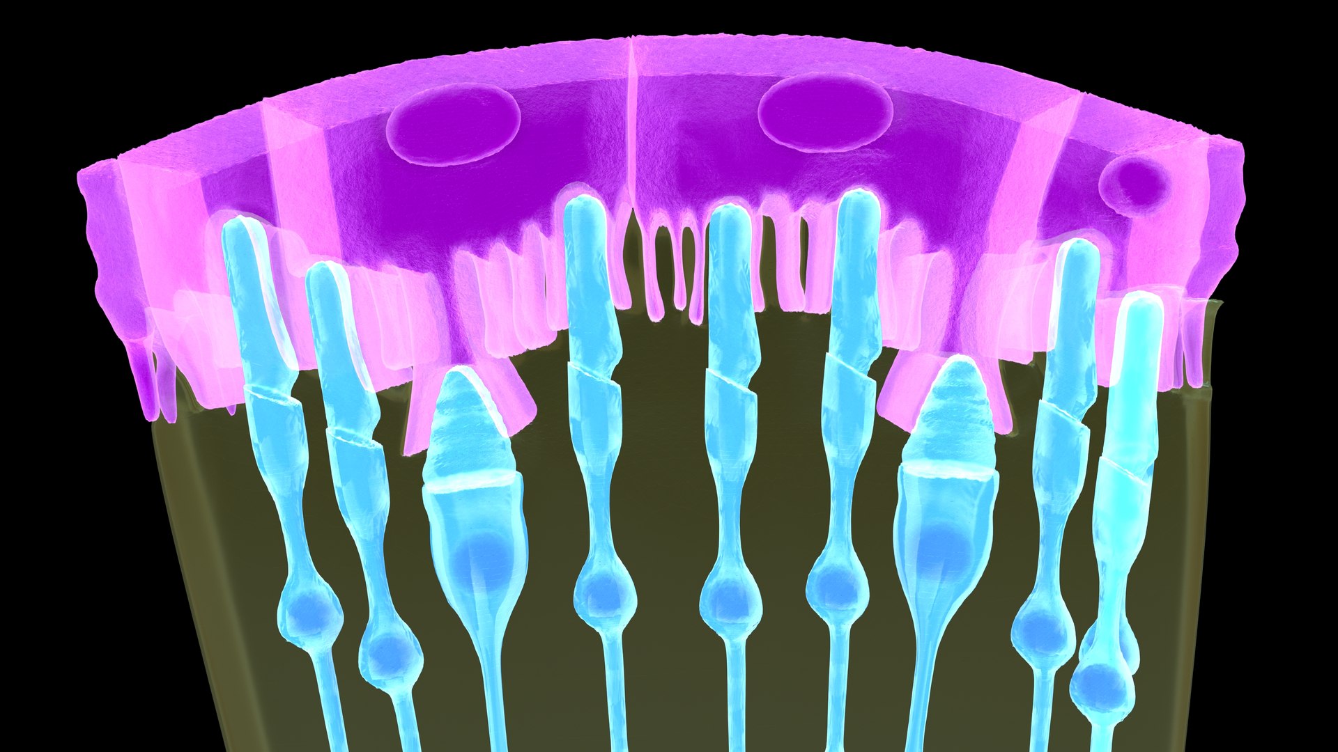 Eye Photoreceptors Rods And Cones 3D Model - TurboSquid 2192284