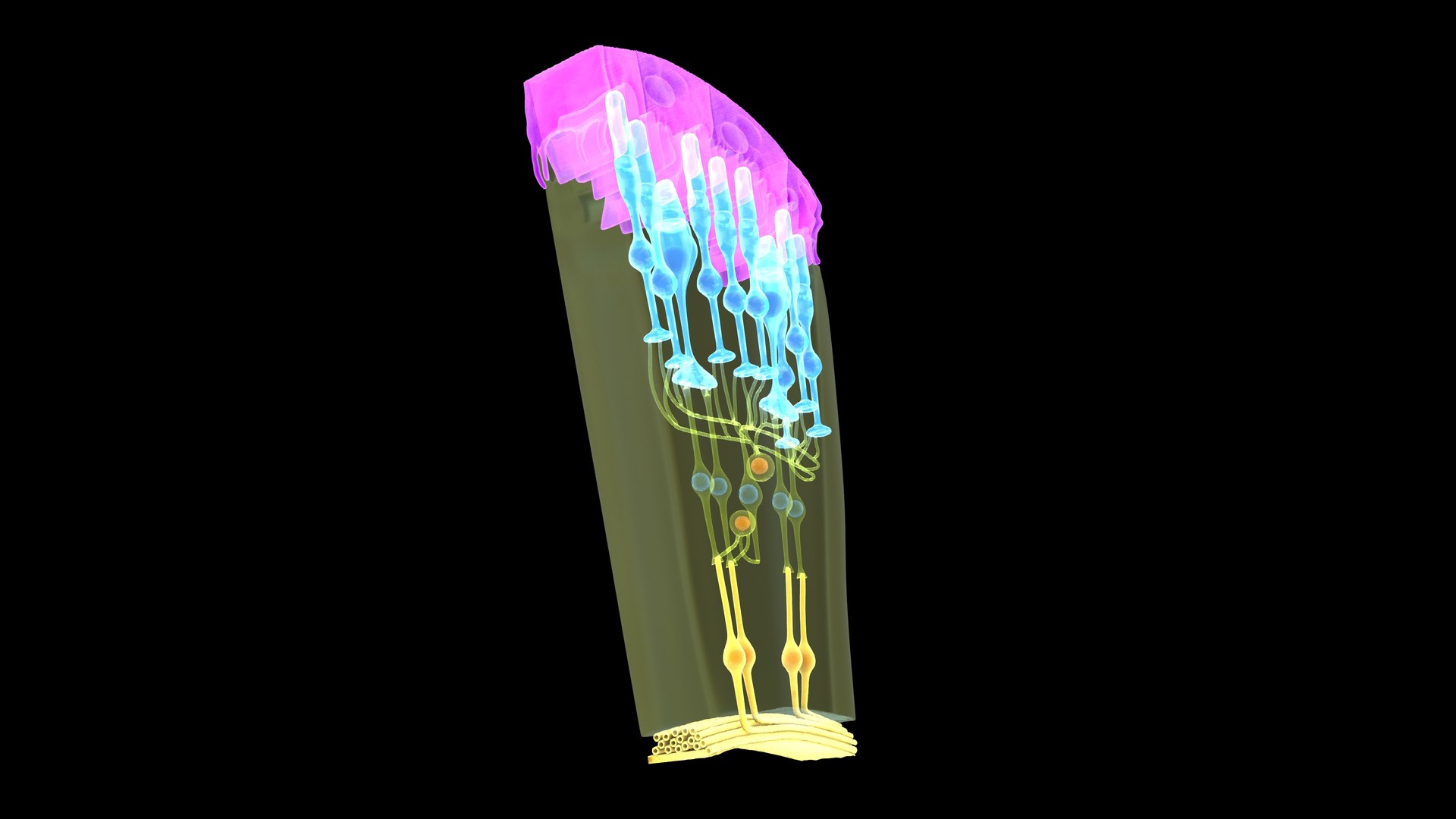 Eye Photoreceptors Rods And Cones 3D Model - TurboSquid 2192284