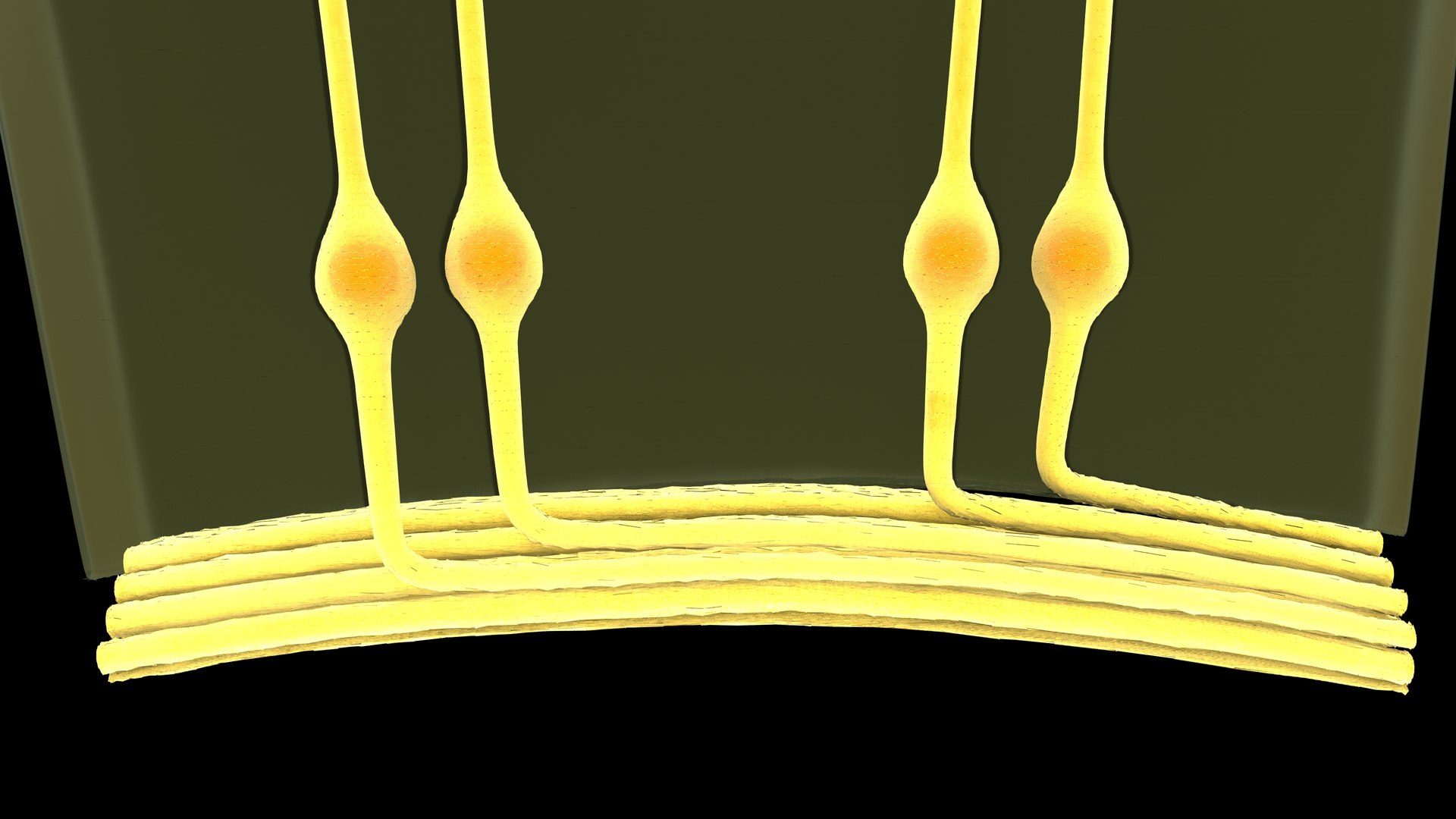 Eye Photoreceptors Rods And Cones 3D Model - TurboSquid 2192284