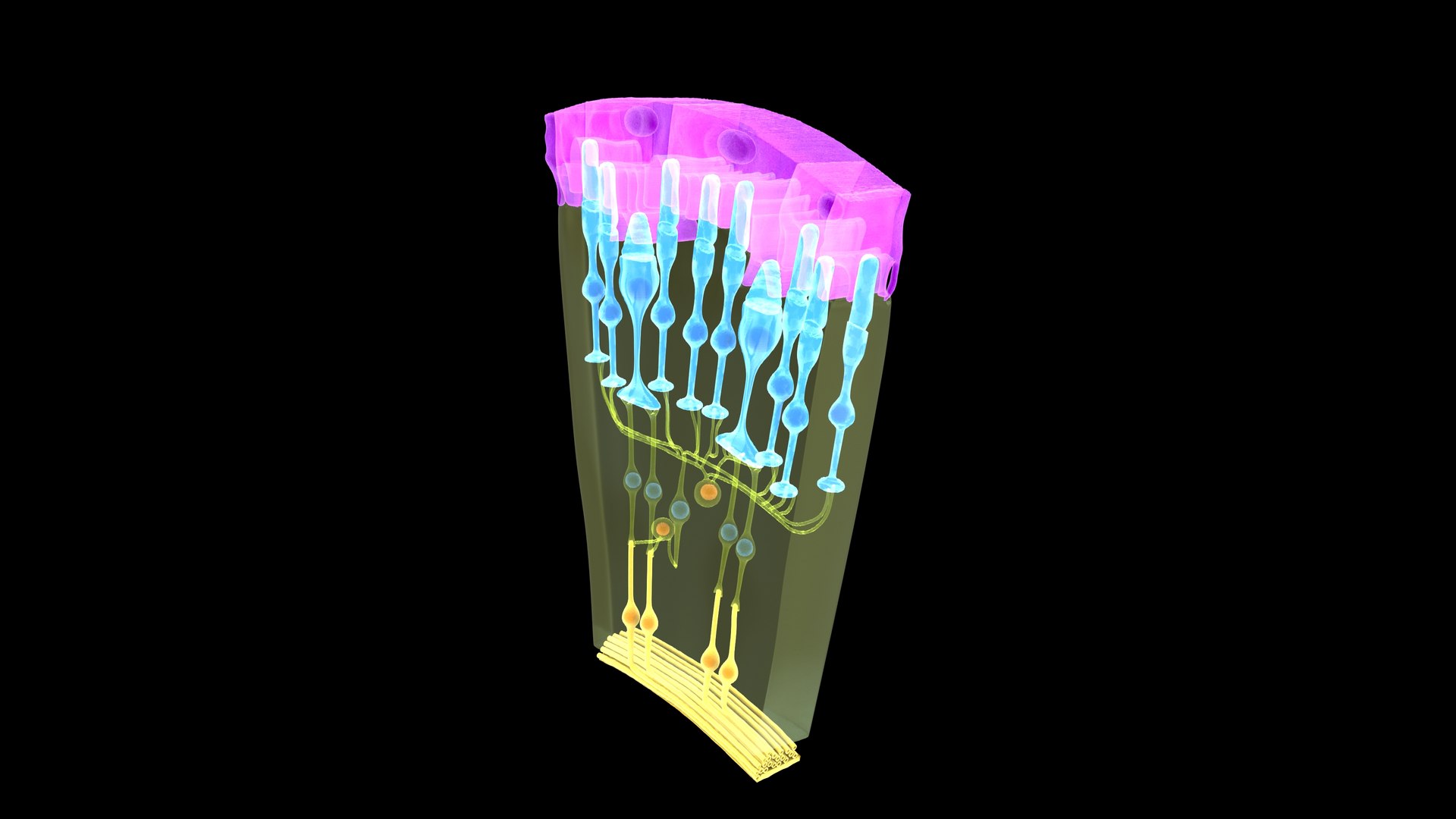 Eye Photoreceptors Rods And Cones 3D Model - TurboSquid 2192284