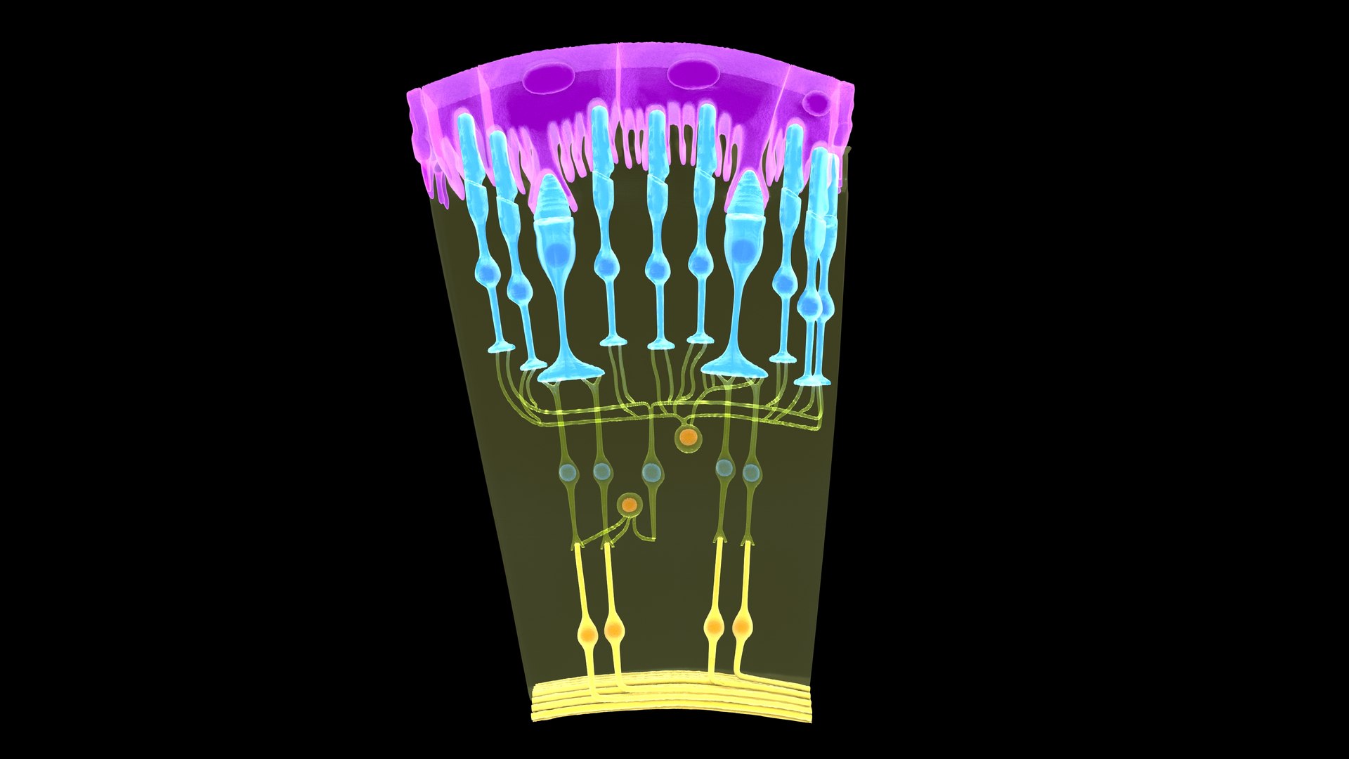Eye Photoreceptors Rods And Cones 3D Model - TurboSquid 2192284
