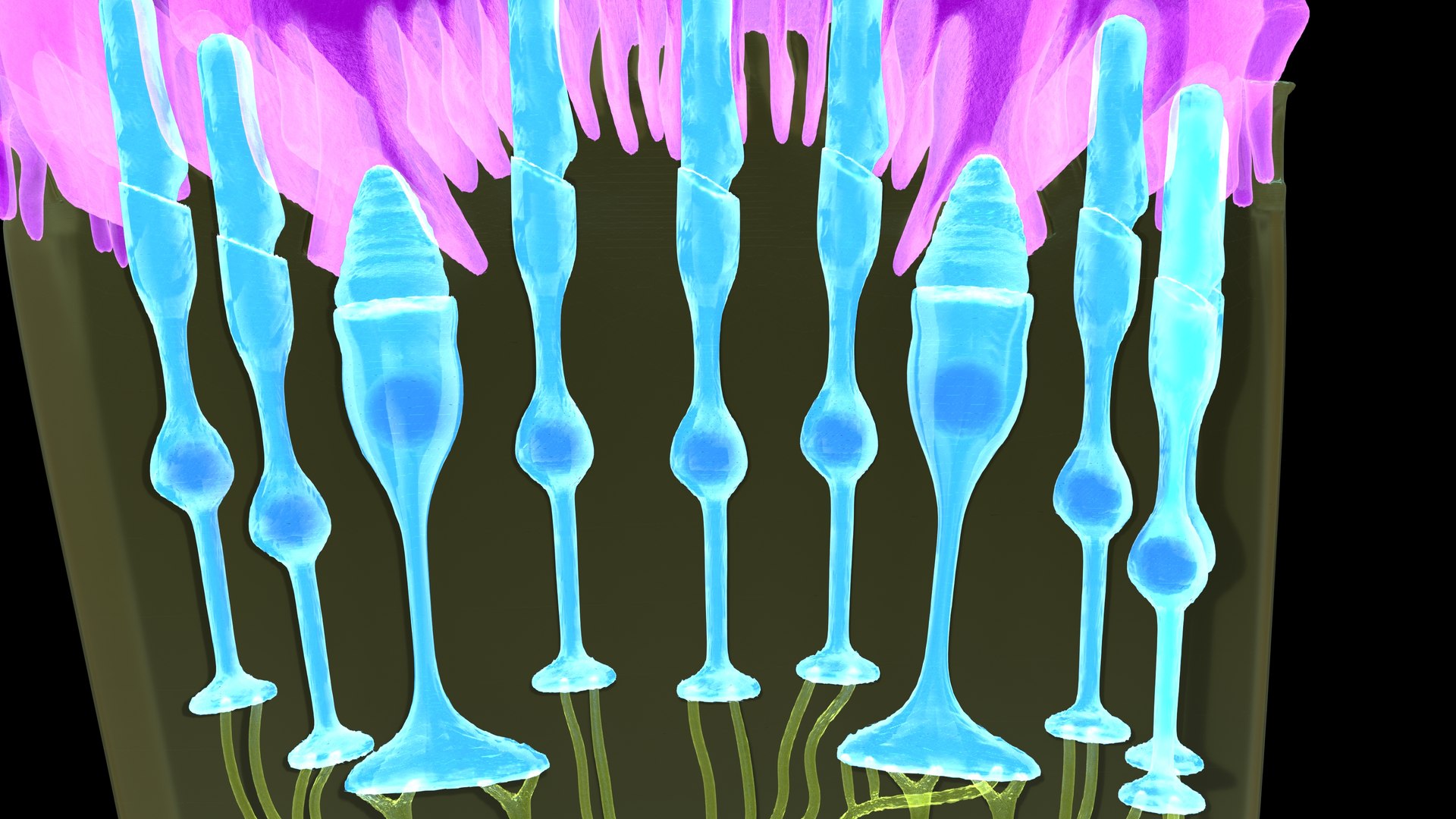 Eye Photoreceptors Rods And Cones 3D Model - TurboSquid 2192284