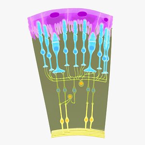 Eye photoreceptors rods and cones