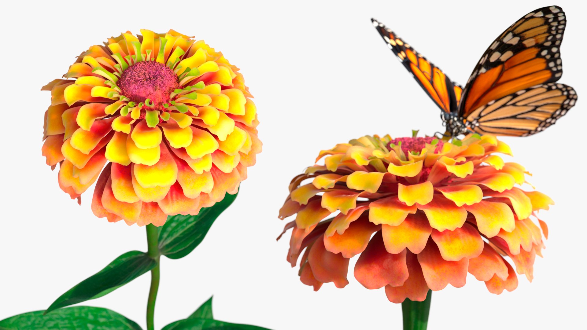 Zinnia Flower with Monarch Butterfly Orange Fur 3D model preview