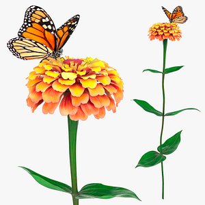 Zinnia Flower with Monarch Butterfly Orange Fur