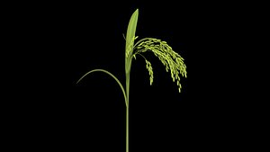 PADDY PLANT OPTION 1