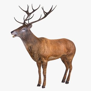 Stag Deer 3D model