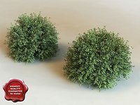 3d model of shrub Ilex Crenata