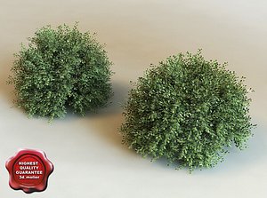 3d model ilex crenata modelled